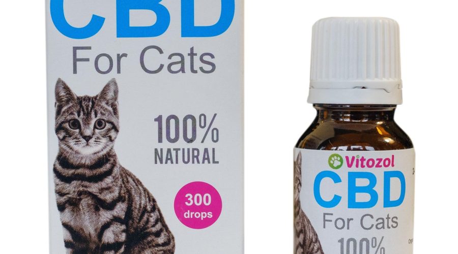 An Introduction to the Benefits of CBD Oil for Cats