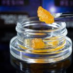 Sap to Smoke Distinguishing Live Rosin vs. Live Resin Extraction