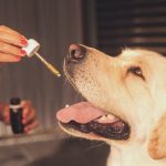 Can CBD Oil Help Your Dog's Anxiety? Insights and Success Stories